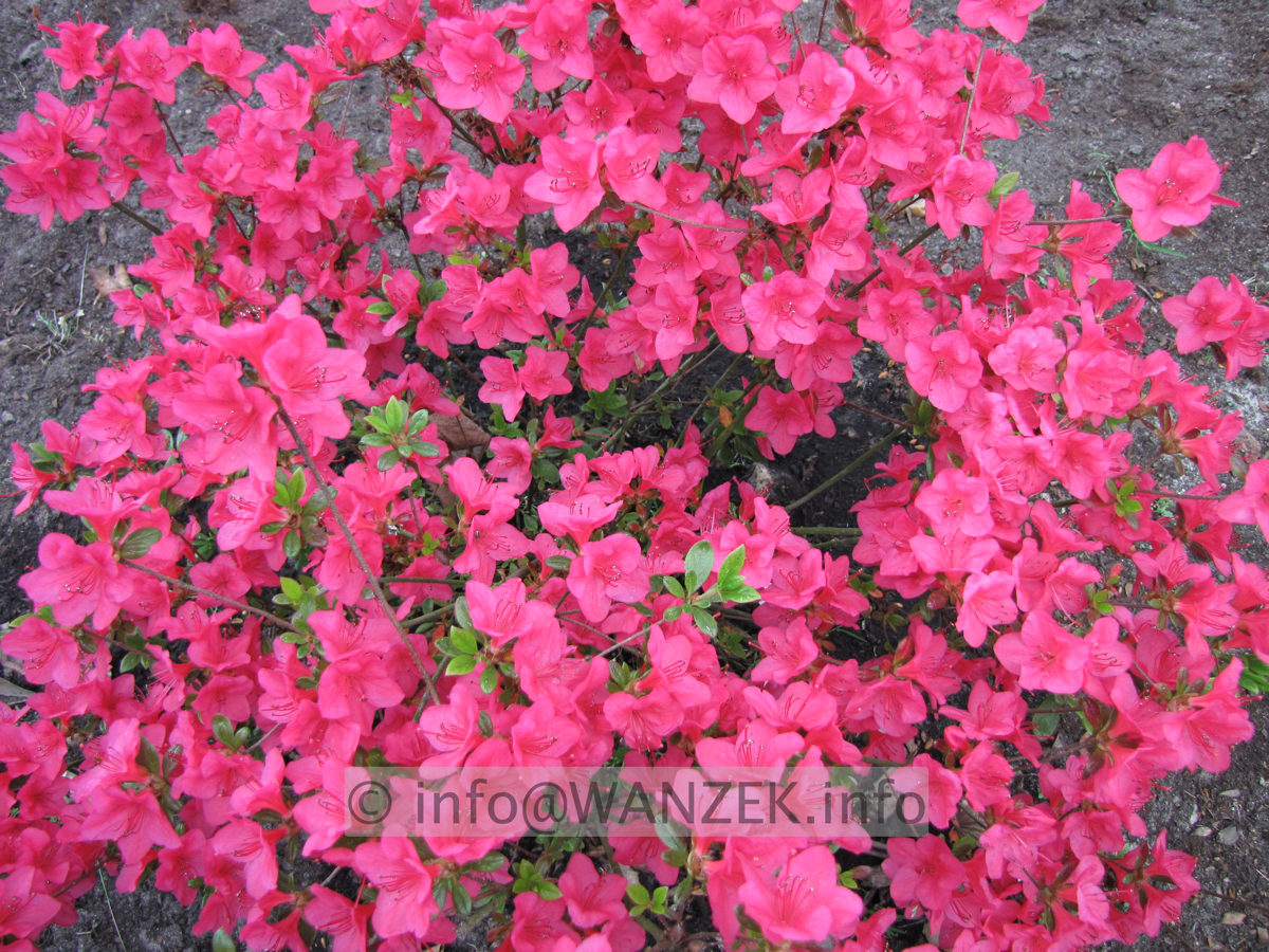 Azalea japonica Muttertag bluehend.JPG